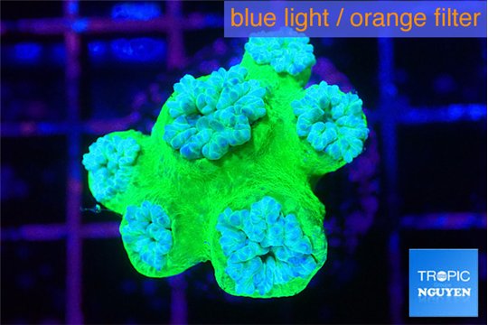 Duncanopsammia green 4-5 polyps WYSIWYG acclimaté