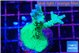 Acropora green purple 4-5 cm WYSIWYG acclimaté