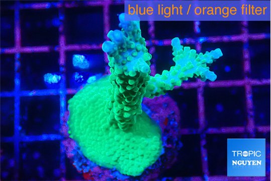 Acropora green purple 4-5 cm WYSIWYG acclimaté