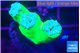 Duncanopsammia green 3 polyps WYSIWYG acclimaté