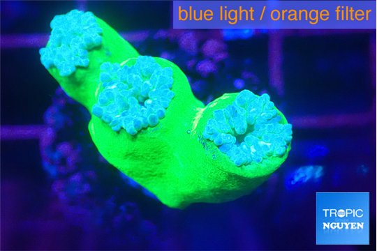 Duncanopsammia green 3 polyps WYSIWYG acclimaté