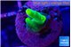 Acropora golden banana 1-2 cm WYSIWYG acclimaté