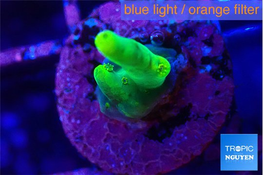 Acropora golden banana 1-2 cm WYSIWYG acclimaté