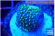 Sarcophython full neon green polyps Australia 2 cm WYSIWYG acclimaté