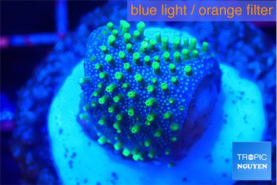 Sarcophython full neon green polyps Australia 2 cm WYSIWYG acclimaté