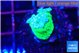 Duncanopsammia green 1 polyp WYSIWYG acclimaté