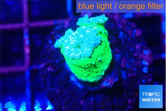 Duncanopsammia green 1 polyp WYSIWYG acclimaté