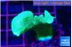 Pavona cactus green 2-3 cm WYSIWYG acclimaté