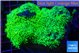 Pachyclavularia full neon green 7-10 cm WYSIWYG acclimaté