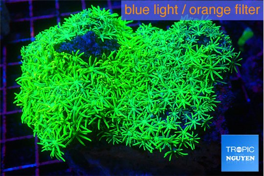 Pachyclavularia full neon green 7-10 cm WYSIWYG acclimaté