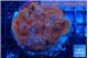 Montipora poker star red blue 7-9 cm WYSIWYG acclimaté