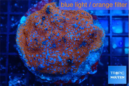 Montipora poker star red blue 7-9 cm WYSIWYG acclimaté
