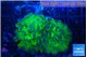 Euphyllia paraancora green purple 4-7 cm WYSIWYG acclimaté