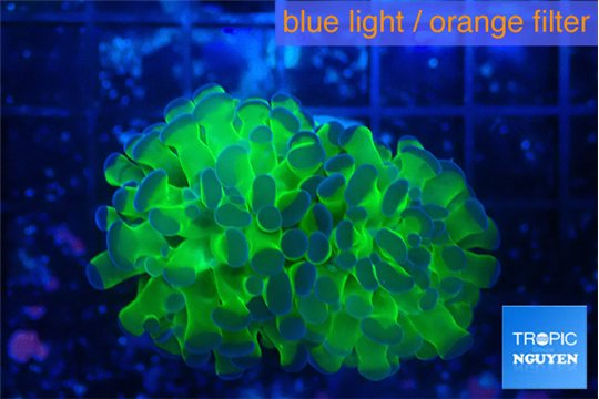 Euphyllia paraancora green purple 4-7 cm WYSIWYG acclimaté