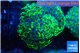 Euphyllia ancora reverse green gold purple 8-12 cm WYSIWYG acclimaté