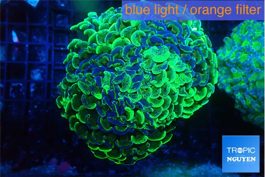 Euphyllia ancora reverse green gold purple 8-12 cm WYSIWYG acclimaté
