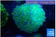 Euphyllia paradivisa green purple 6-10 cm WYSIWYG acclimaté