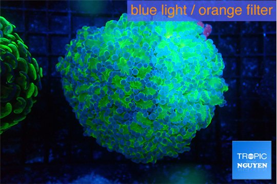 Euphyllia paradivisa green purple 6-10 cm WYSIWYG acclimaté
