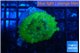 Discosoma neglecta lemon green 3-5 cm WYSIWYG acclimaté