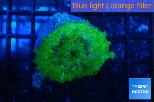 Discosoma neglecta lemon green 3-5 cm WYSIWYG acclimaté