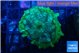 Discosoma neglecta lemon green 3-5 cm WYSIWYG acclimaté