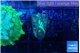 Favia orange green 2-3 cm WYSIWYG acclimaté
