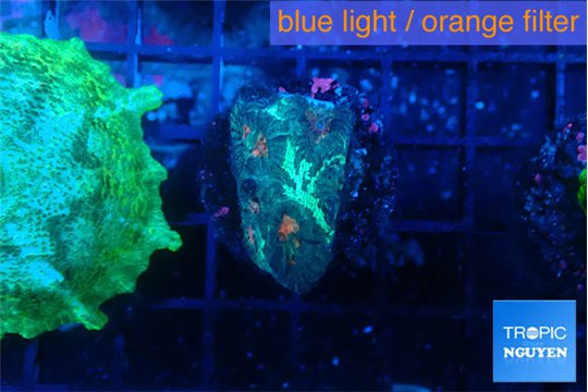 Favia orange green 2-3 cm WYSIWYG acclimaté