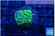 Favia space monkey 2-3 cm WYSIWYG acclimaté