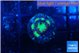 Blastomussa wellsi green purple 1-2 cm WYSIWYG acclimaté