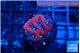 Favia red purple 2-3 cm WYSIWYG acclimaté