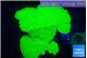 Montipora green cap 5-6 cm WYSIWYG acclimaté