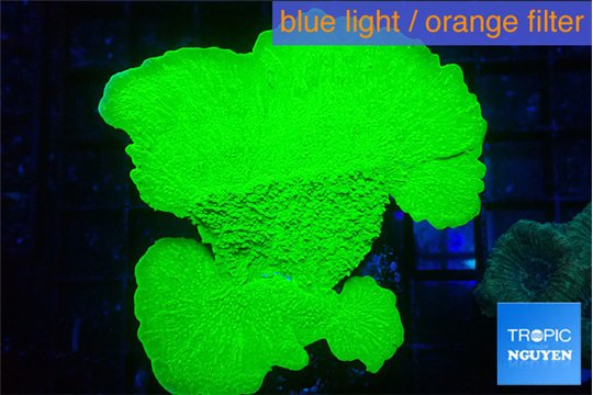 Montipora green cap 5-6 cm WYSIWYG acclimaté