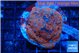 Montipora poker star red blue 7-9 cm WYSIWYG acclimaté