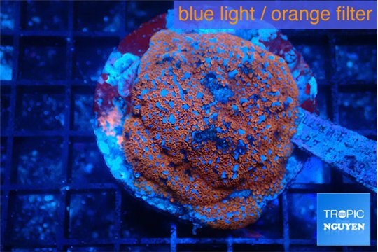 Montipora poker star red blue 7-9 cm WYSIWYG acclimaté