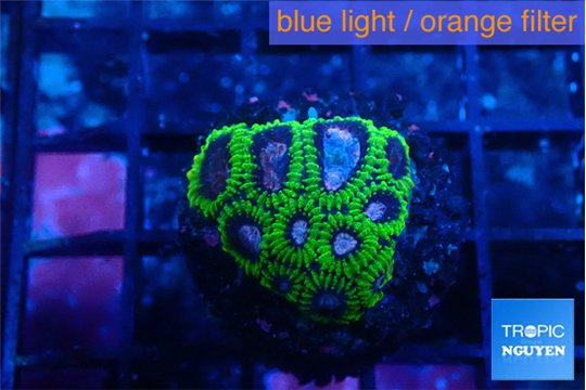 Favia space monkey 2-3 cm WYSIWYG acclimaté