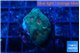 Favia green marble 2-3 cm WYSIWYG acclimaté
