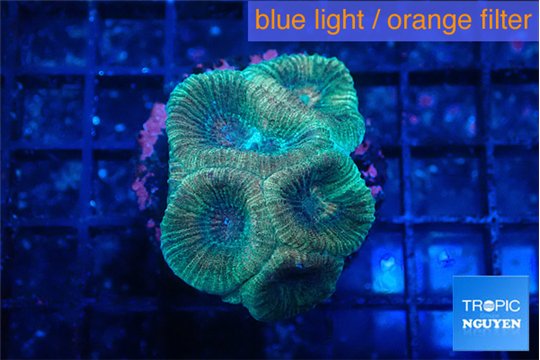 Favia rainbow 2-3 cm WYSIWYG acclimaté