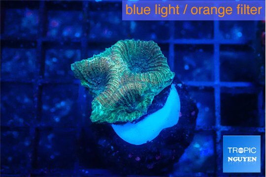 Favia rainbow 2-3 cm WYSIWYG acclimaté