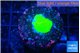Montipora green plate 1 cm WYSIWYG acclimaté