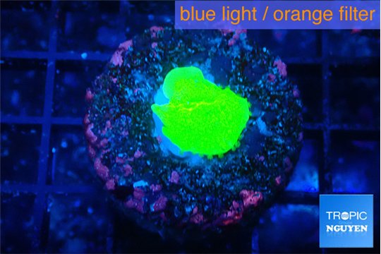 Montipora green plate 1 cm WYSIWYG acclimaté