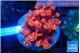 Goniopora red devils 4-7 cm WYSIWYG acclimaté
