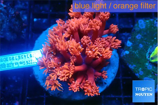 Goniopora red devils 4-7 cm WYSIWYG acclimaté