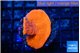 Montipora red cap 3-5 cm WYSIWYG acclimaté