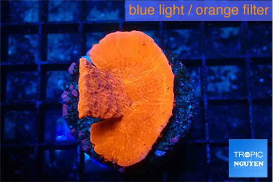 Montipora red cap 3-5 cm WYSIWYG acclimaté