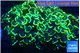Euphyllia ancora gold 7-11 cm WYSIWYG acclimaté
