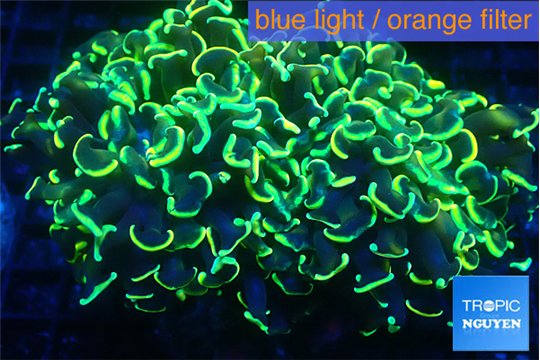 Euphyllia ancora gold 7-11 cm WYSIWYG acclimaté