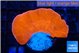 Montipora red cap 4-5 cm WYSIWYG acclimaté