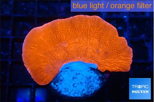 Montipora red cap 4-5 cm WYSIWYG acclimaté