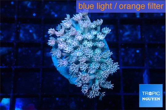 Goniopora strawberry 4-6 cm WYSIWYG acclimaté