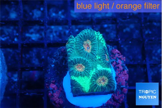 Favia green orange eyes 2-3 cm WYSIWYG acclimaté